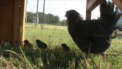 chicken coop for free range chicks for sale