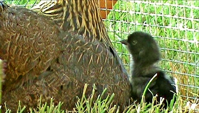 chicken coop for chicks