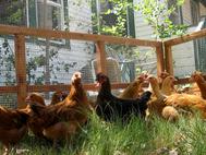 portable chicken fence Texas