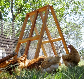 portable chicken fenac for sale in Dallas Texas