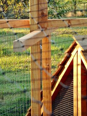 fencing post for netting the chicken yard