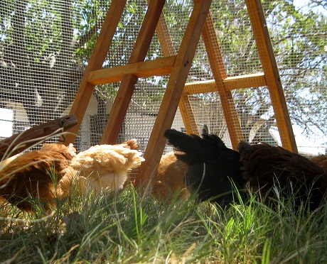 chicken run for free range chickens