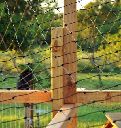 netting the chicken yard