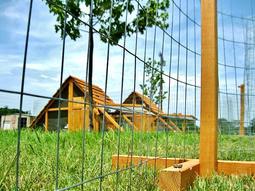 chicken farm coop