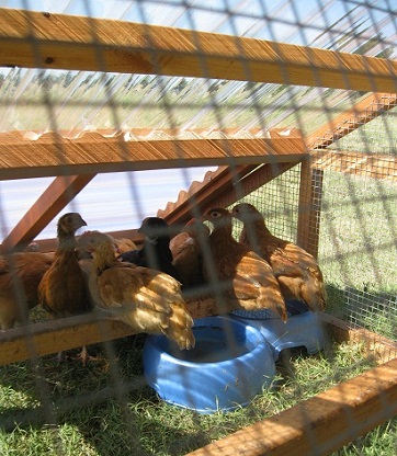 wonderful chicken / duck coop