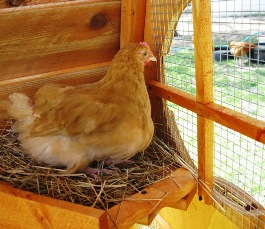 chicken coop with a view