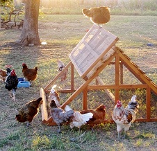 chicken/duck coops