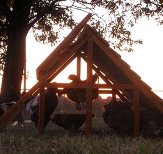 chicken/duck coops