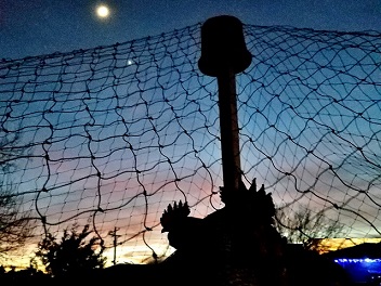 netting and fencing chicken yard