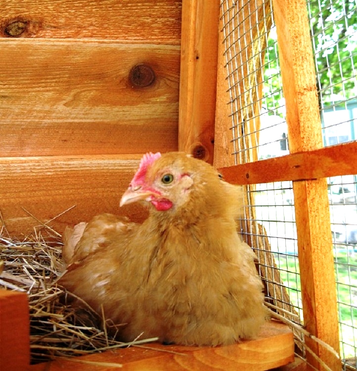 best view nest boxes