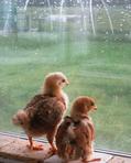 Romantic chicken coop