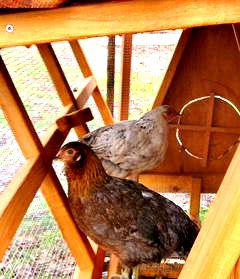 best chicken coops for 8 chickens