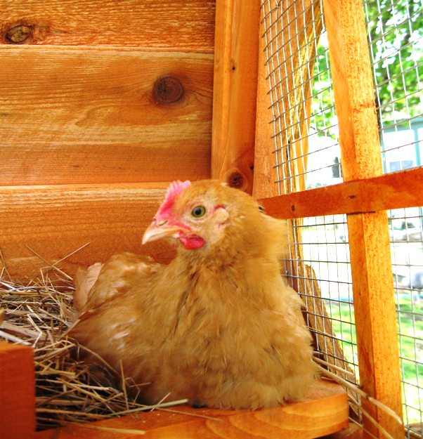 6-8 chickens coop with nest boxes