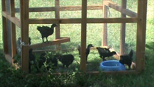 chicken coops - video