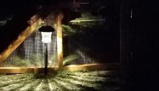 predator chicken and duck coop