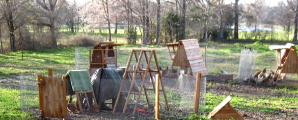 Texas chicken farm