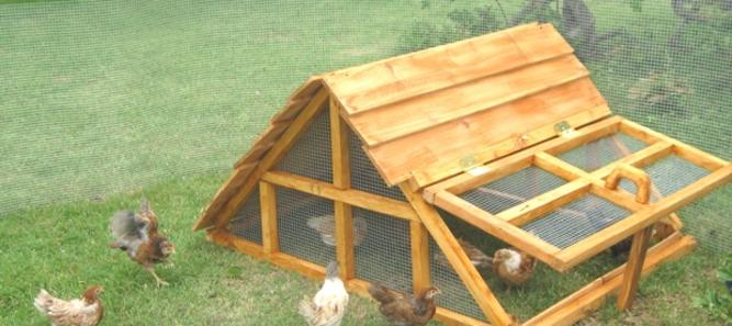 texas chicken coop