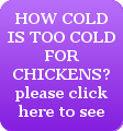 how cold is too cold for chickens