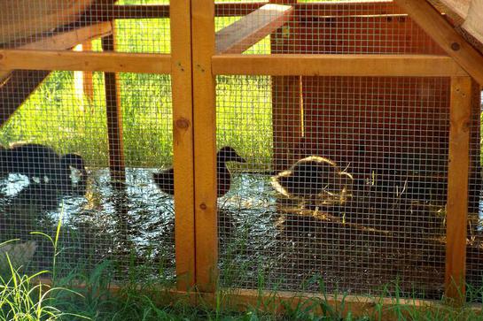 best duck coop idea