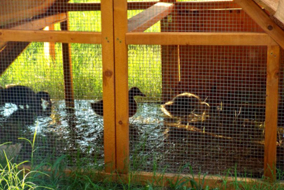 best duck coop idea