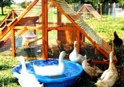 duck coop for sale