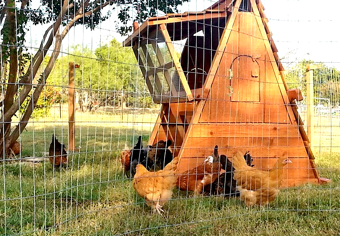 BLACK FRIDAY CHICKEN COOP SALE