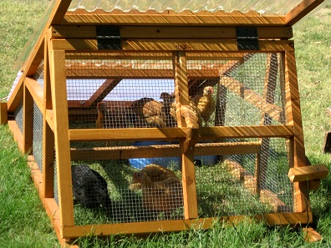 duck coop for sale