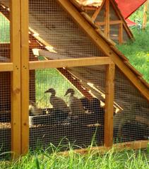 duck coop for sale