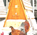 all weather chicken coop