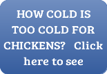 how cold is too cold for chickens