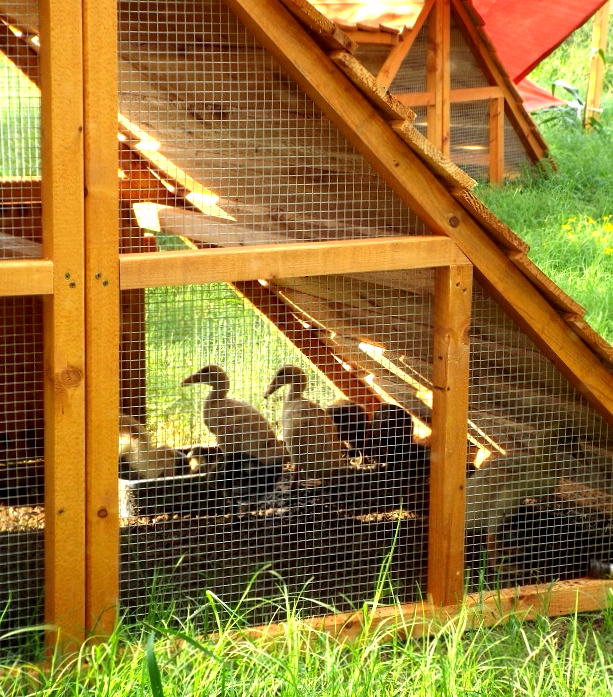 DUCK COOP FOR SALE