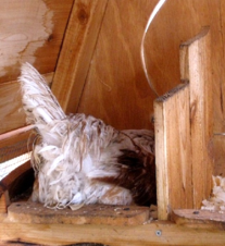 nest boxes for hens