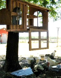 chicken coops for sale dallas Texas