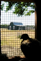 small chicken coop