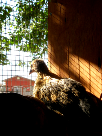 cool chicken coop