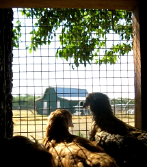 chicken coop with good view