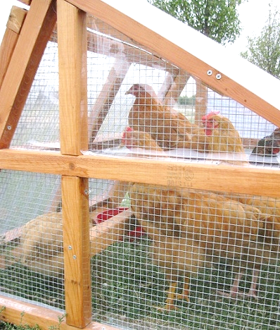 keep chicken coop warm in winter