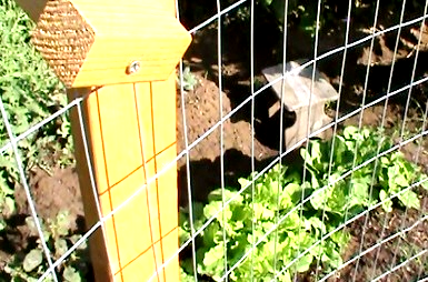 portable chicken fence