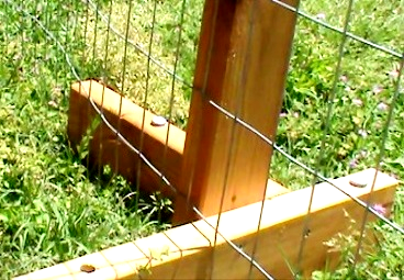 chicken fencing