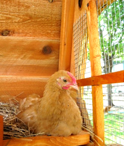 chicken coop with good looking windows