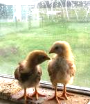 my pet chickens