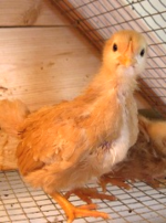 3 weeks chicken for sale