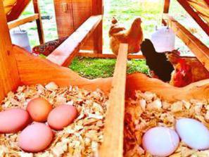 best chicken coop kit