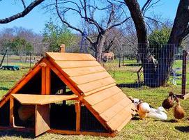 best duck coop duck houses