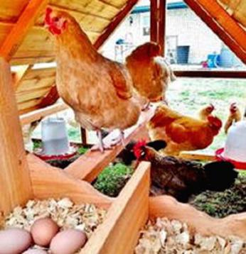 best chicken coop kit in usa