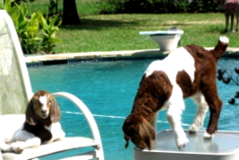 our country living-backyard goats