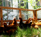 free range chicken fencing