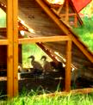 DUCK COOP FOR SALE