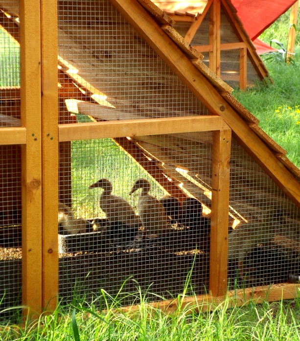 duck coop for sale