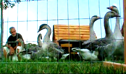 geese coop and yard for sale